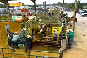 Texas Rodeo Bulverde, Texas, Tejas Rodeo Company
